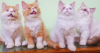 Kitten Bi color Exotic Bloodline male cat